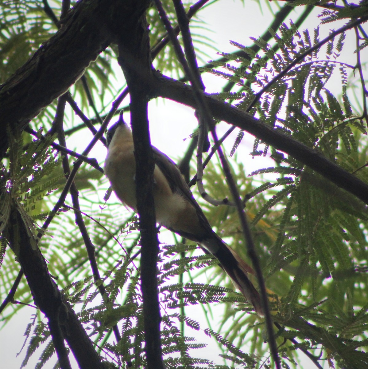 Dark-billed Cuckoo - ML640344659