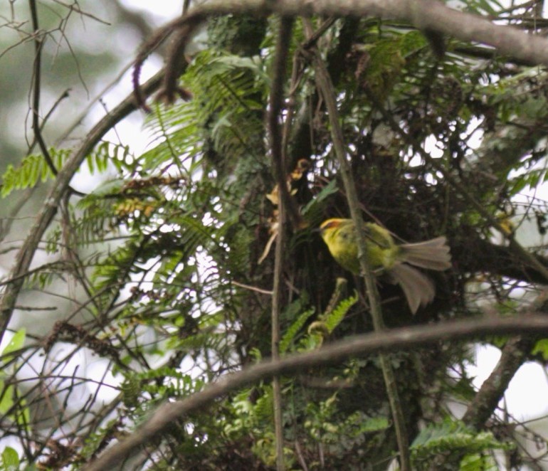 Golden-browed Warbler - ML640344708