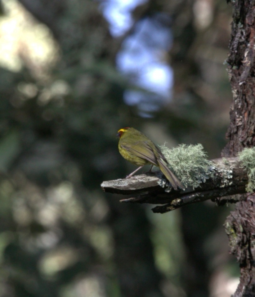 Golden-browed Warbler - ML640344709