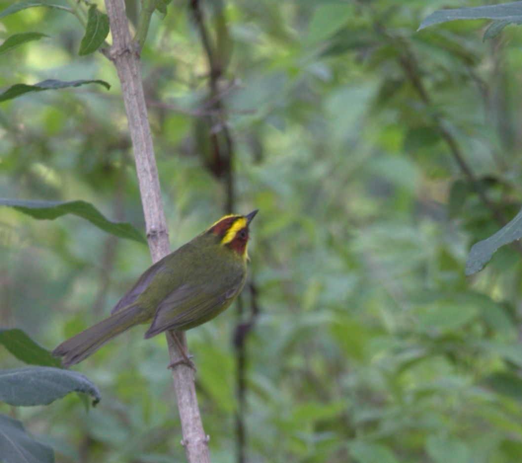 Golden-browed Warbler - ML640344710