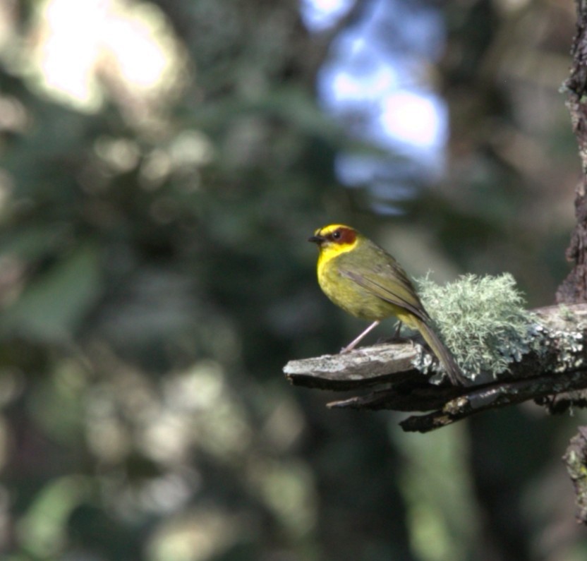 Golden-browed Warbler - ML640344711