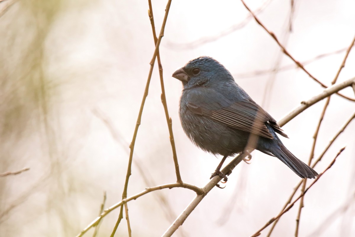 Glaucous-blue Grosbeak - ML640344835