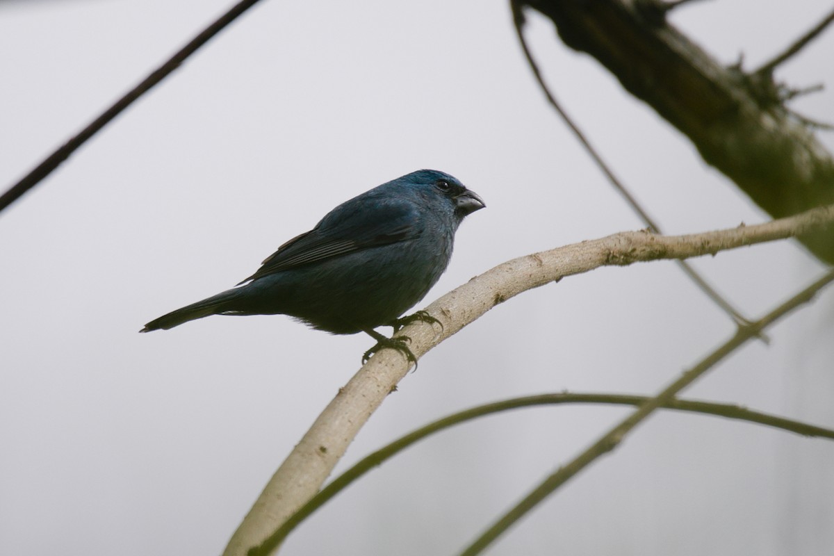 Glaucous-blue Grosbeak - ML640344836