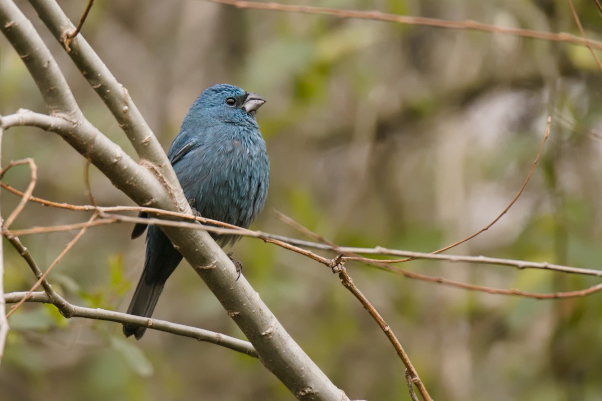Glaucous-blue Grosbeak - ML640344837
