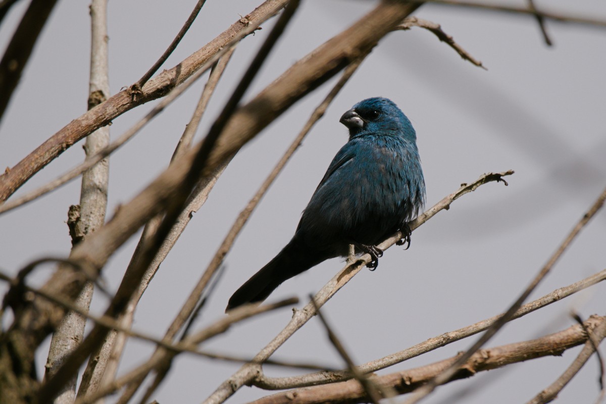 Glaucous-blue Grosbeak - ML640344838