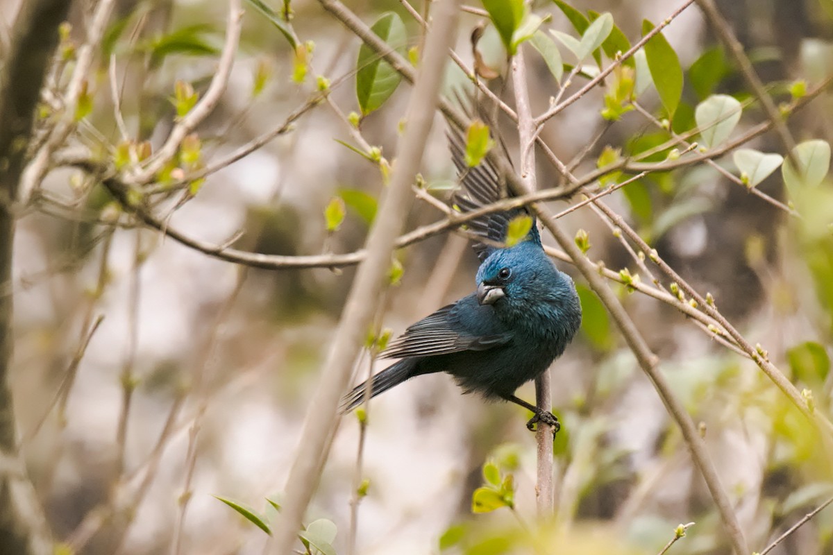 Glaucous-blue Grosbeak - ML640344839