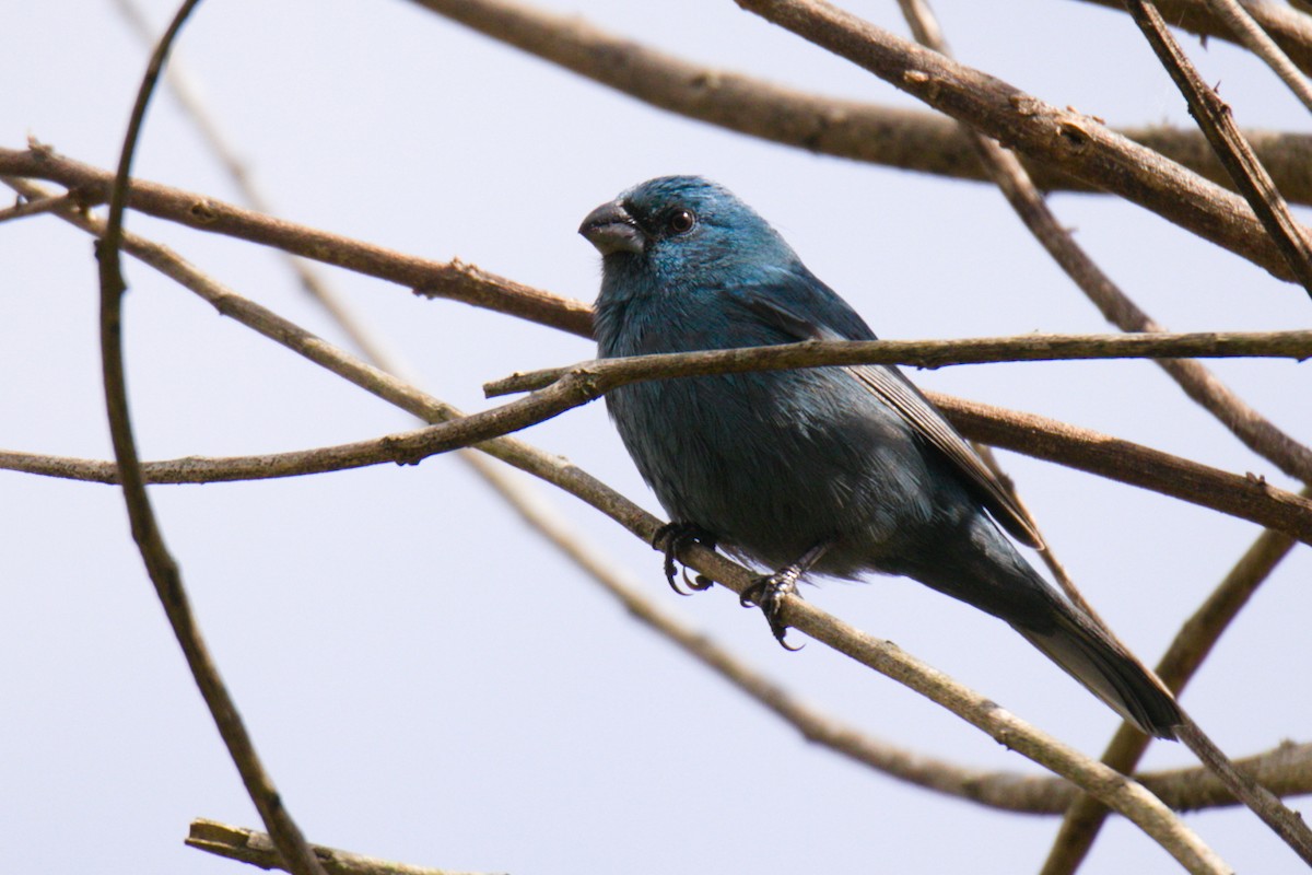 Glaucous-blue Grosbeak - ML640344840