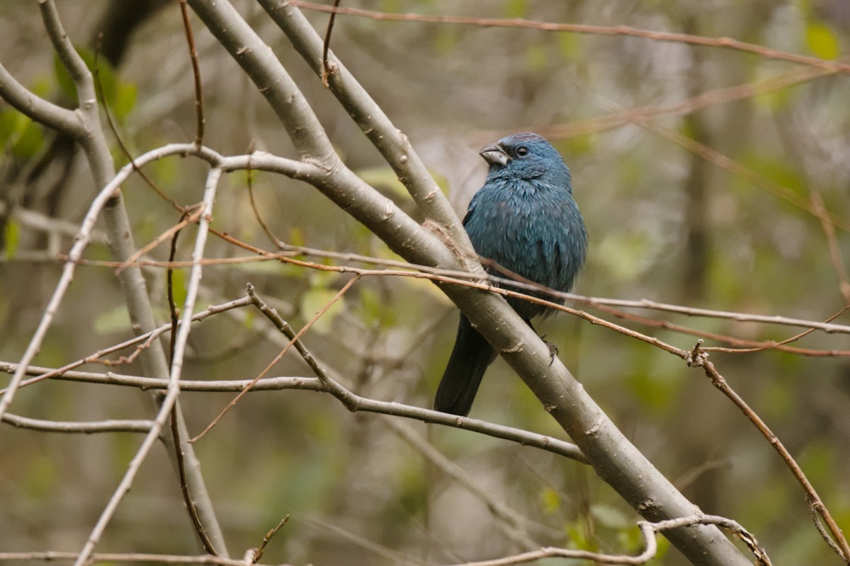 Glaucous-blue Grosbeak - ML640344841