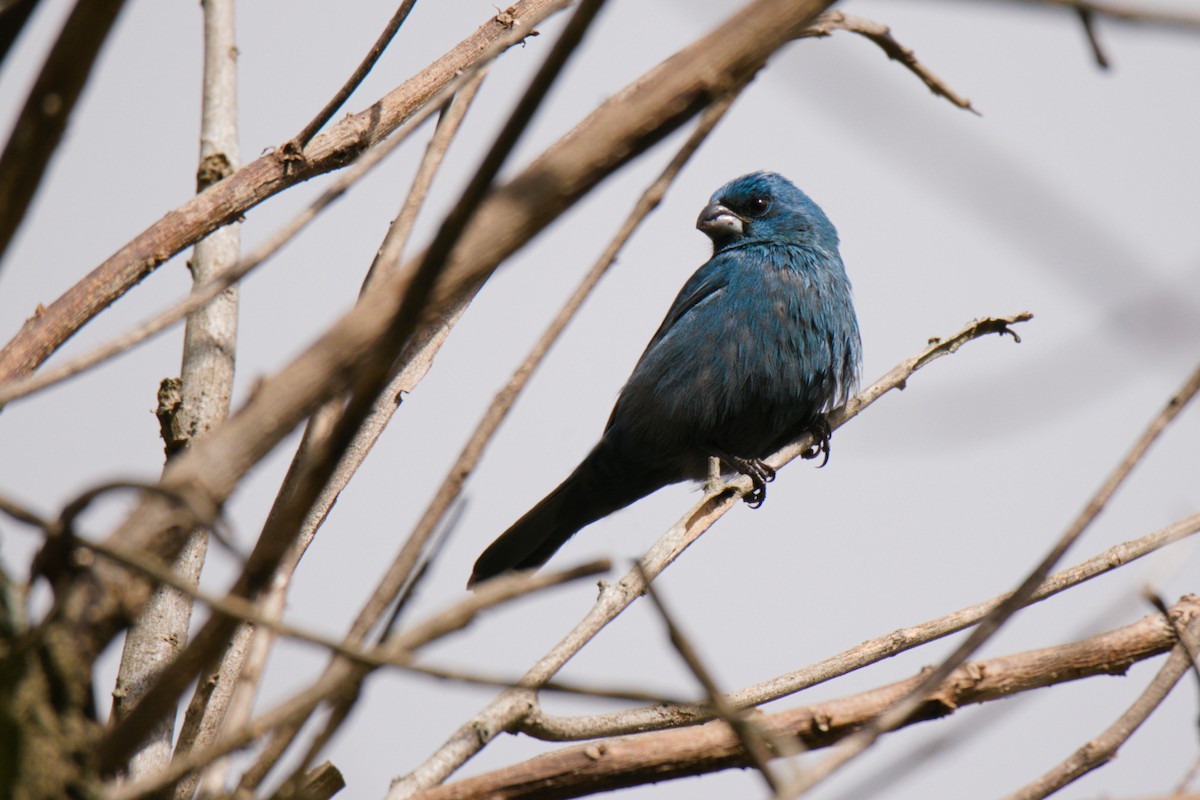 Glaucous-blue Grosbeak - ML640344842