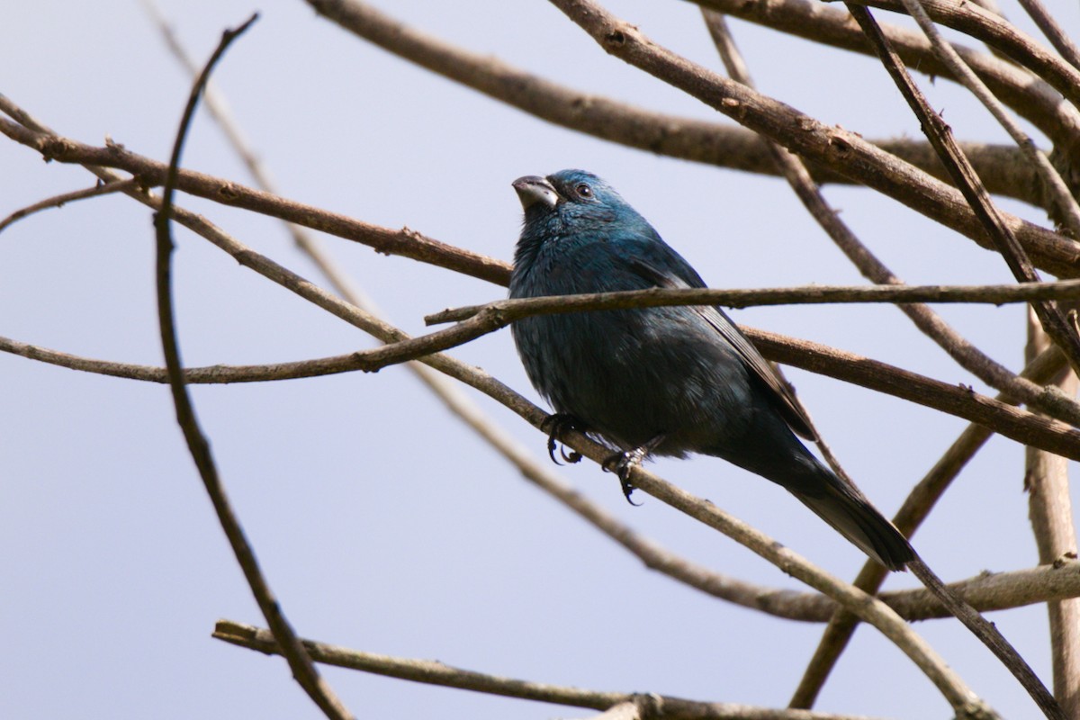 Glaucous-blue Grosbeak - ML640344843