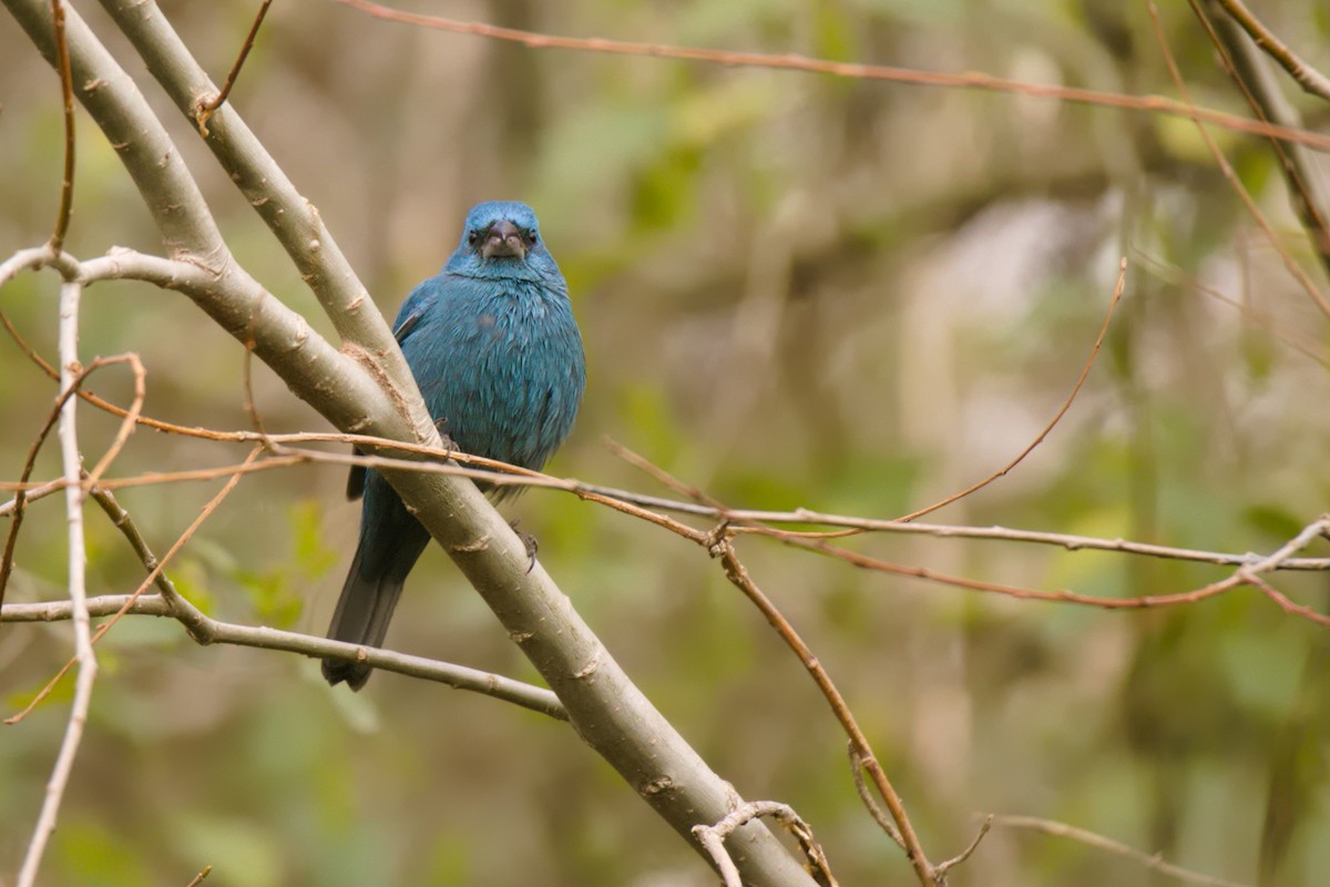 Glaucous-blue Grosbeak - ML640344844