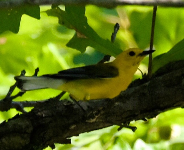 Prothonotary Warbler - ML640344849