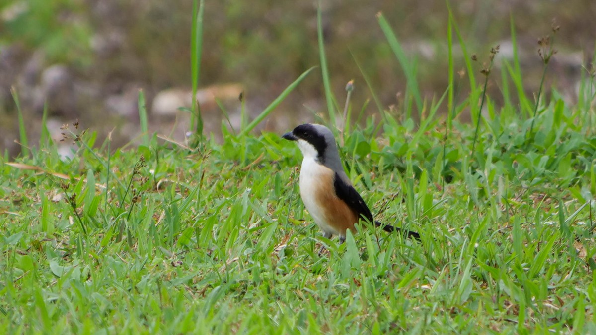 Long-tailed Shrike - ML640344858
