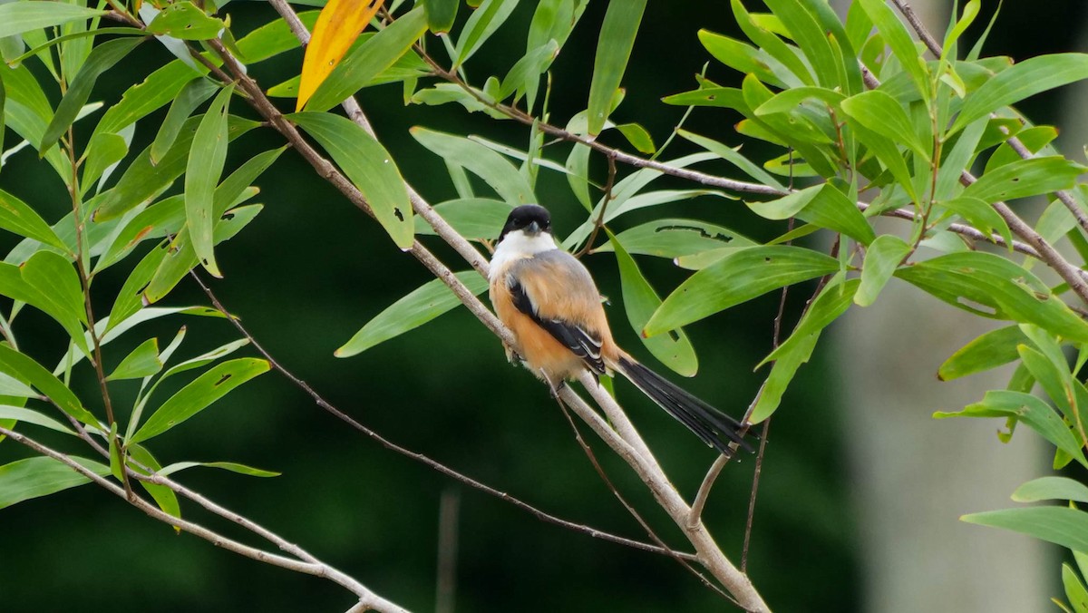 Long-tailed Shrike - ML640344859