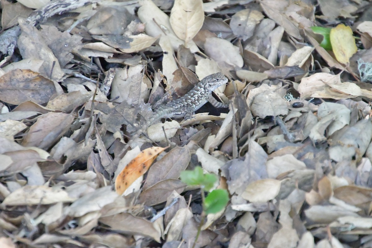 Western Fence Lizard - ML640344873