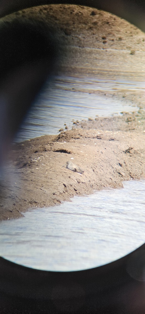Wandering Tattler - ML640344880