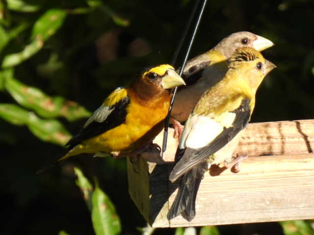 Evening Grosbeak - ML640345016