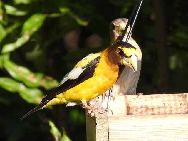 Evening Grosbeak - ML640345018