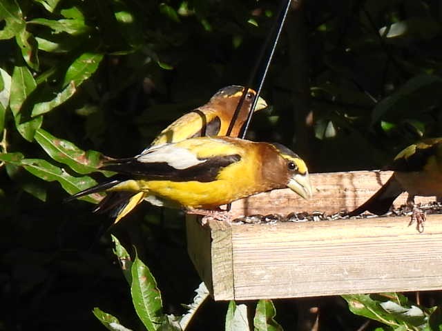 Evening Grosbeak - ML640345019