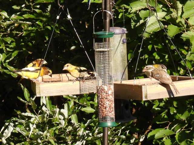 Evening Grosbeak - ML640345021