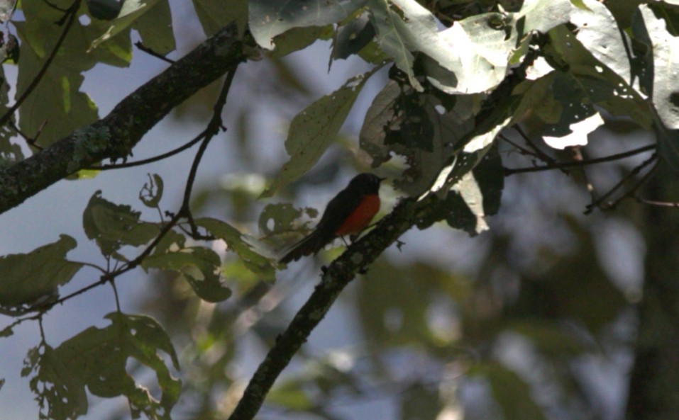 Slate-throated Redstart - ML640345031