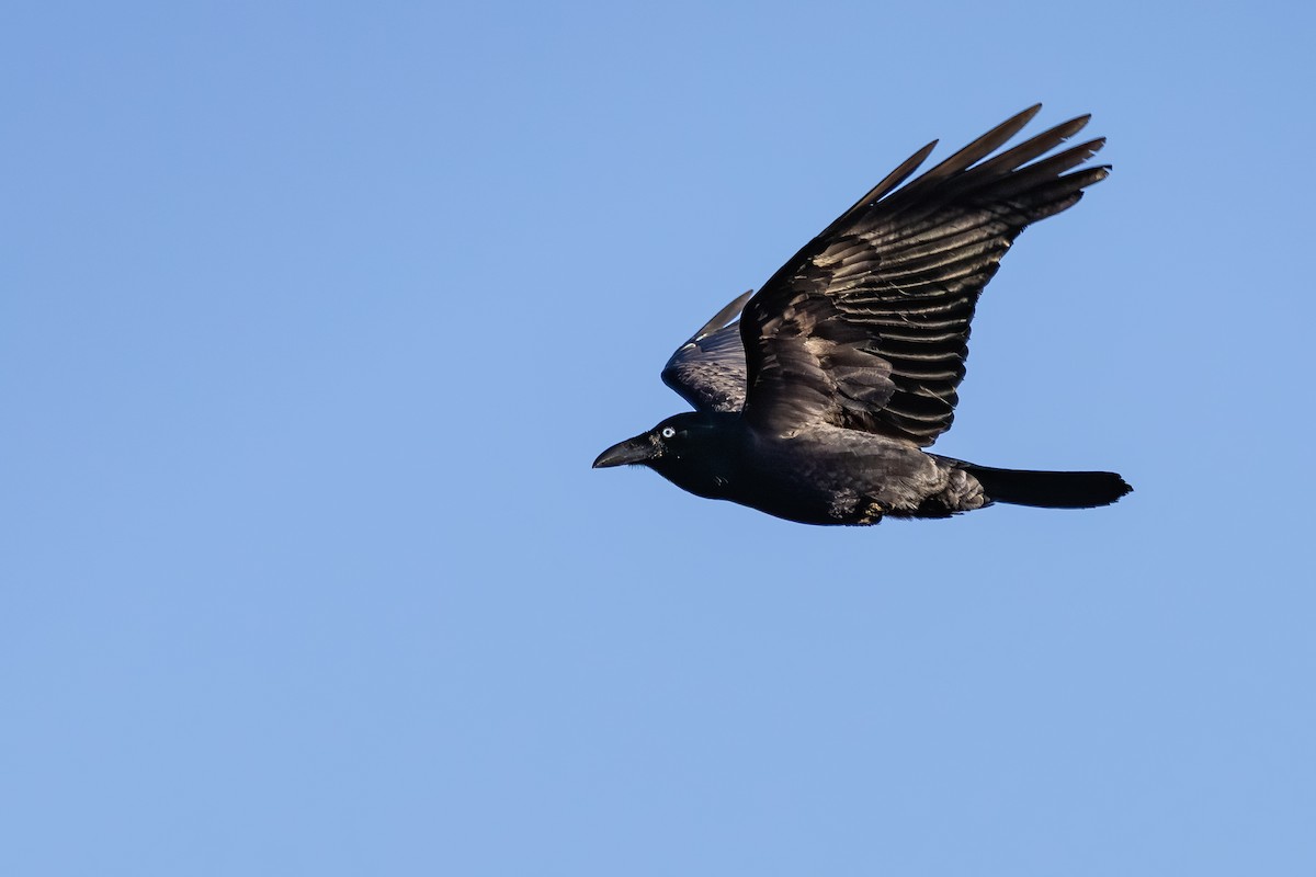 Forest Raven - ML640345058