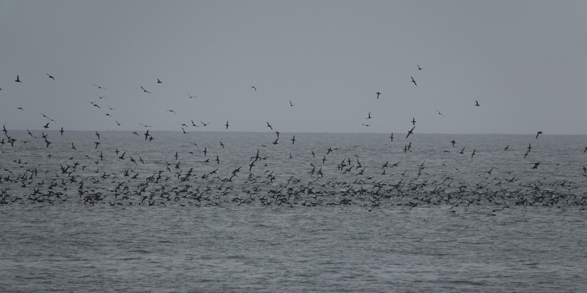 Sooty Shearwater - ML640345104