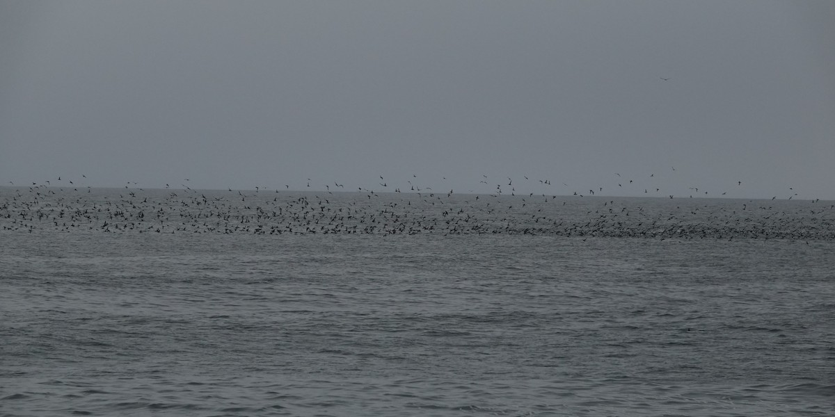 Sooty Shearwater - ML640345105