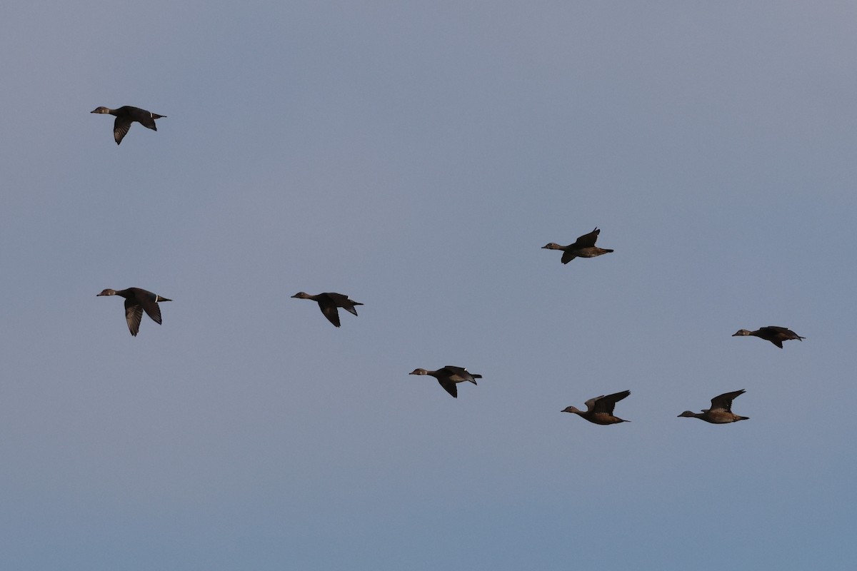Wood Duck - ML640345121