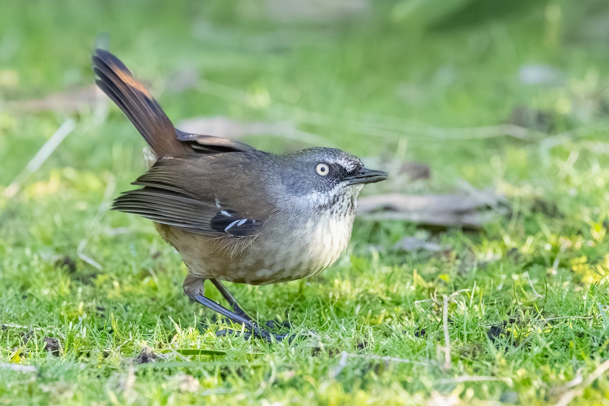 Tasmanian Scrubwren - ML640345136