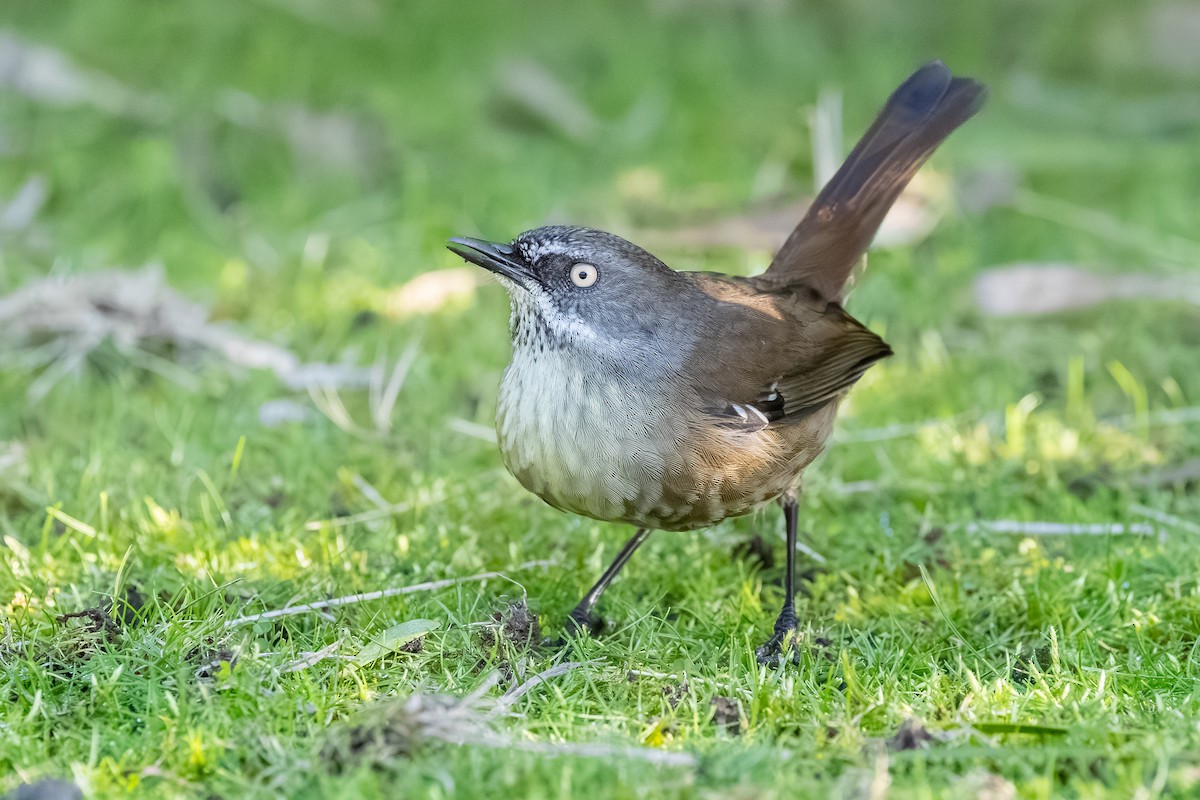 Tasmanian Scrubwren - ML640345137