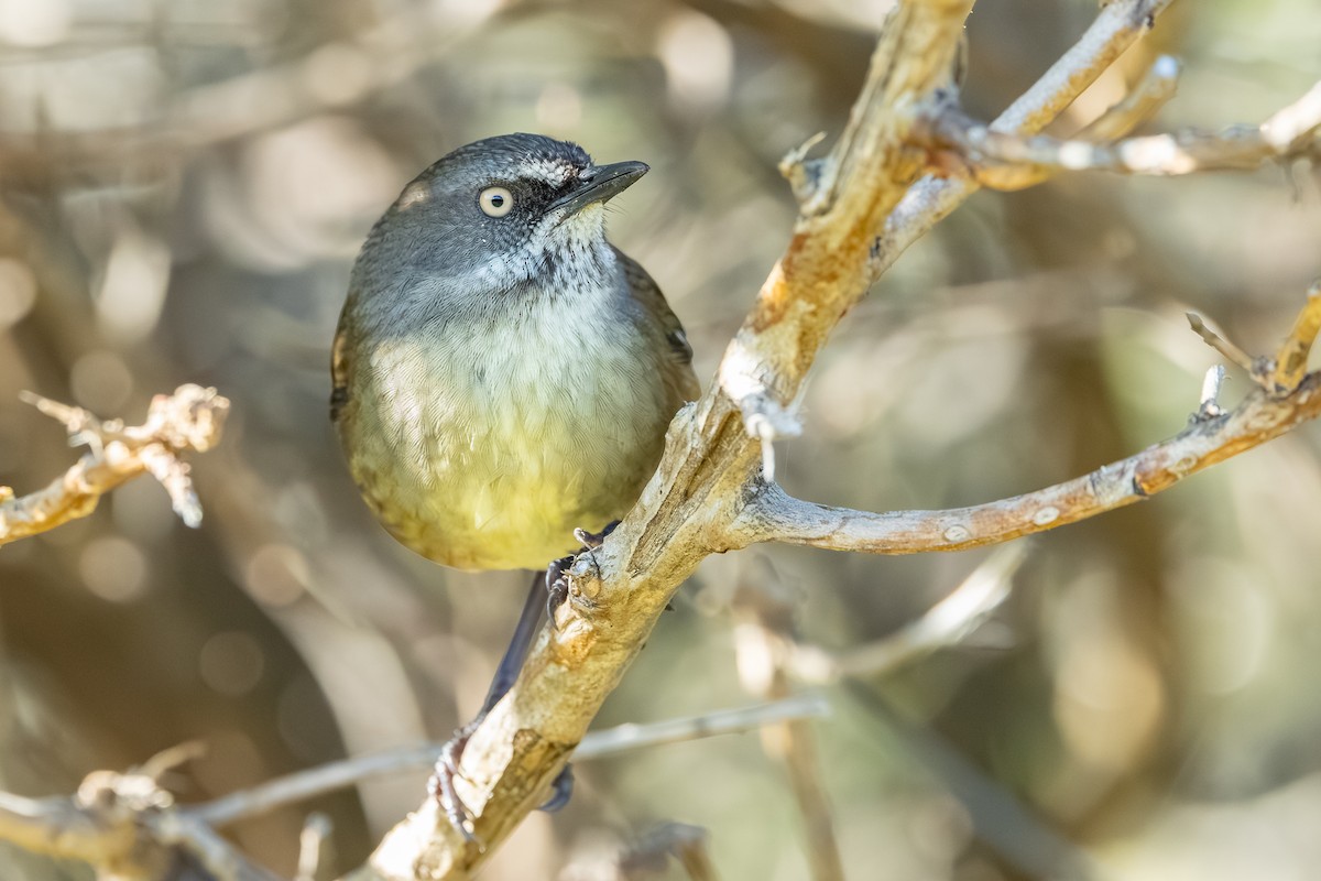 Tasmanian Scrubwren - ML640345138