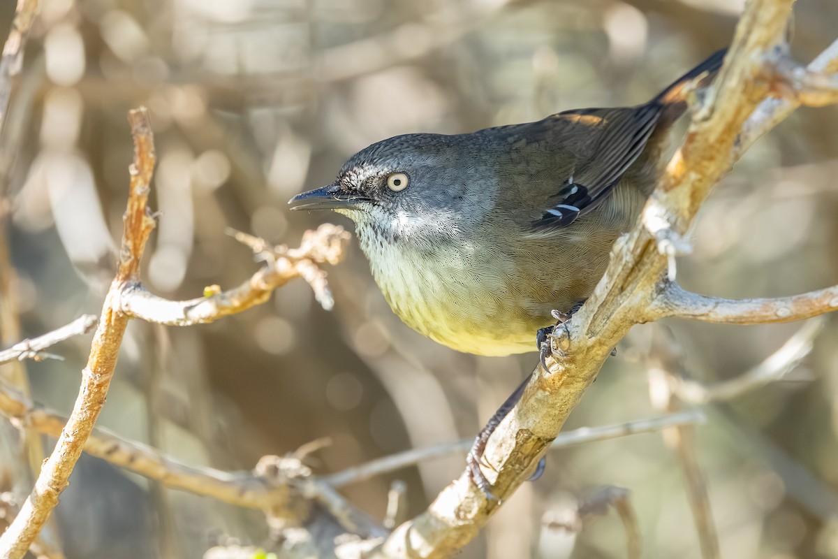 Tasmanian Scrubwren - ML640345139