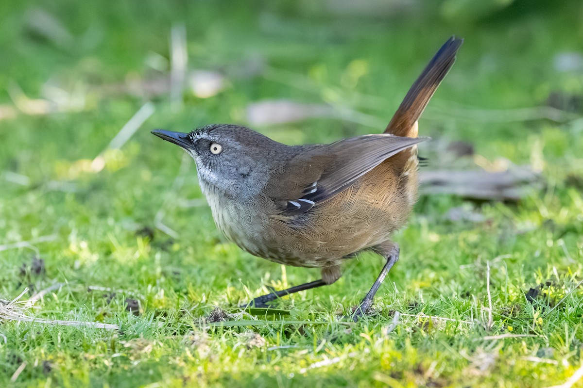 Tasmanian Scrubwren - ML640345140
