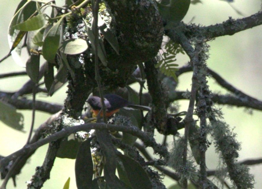 Slate-throated Redstart - ML640345141