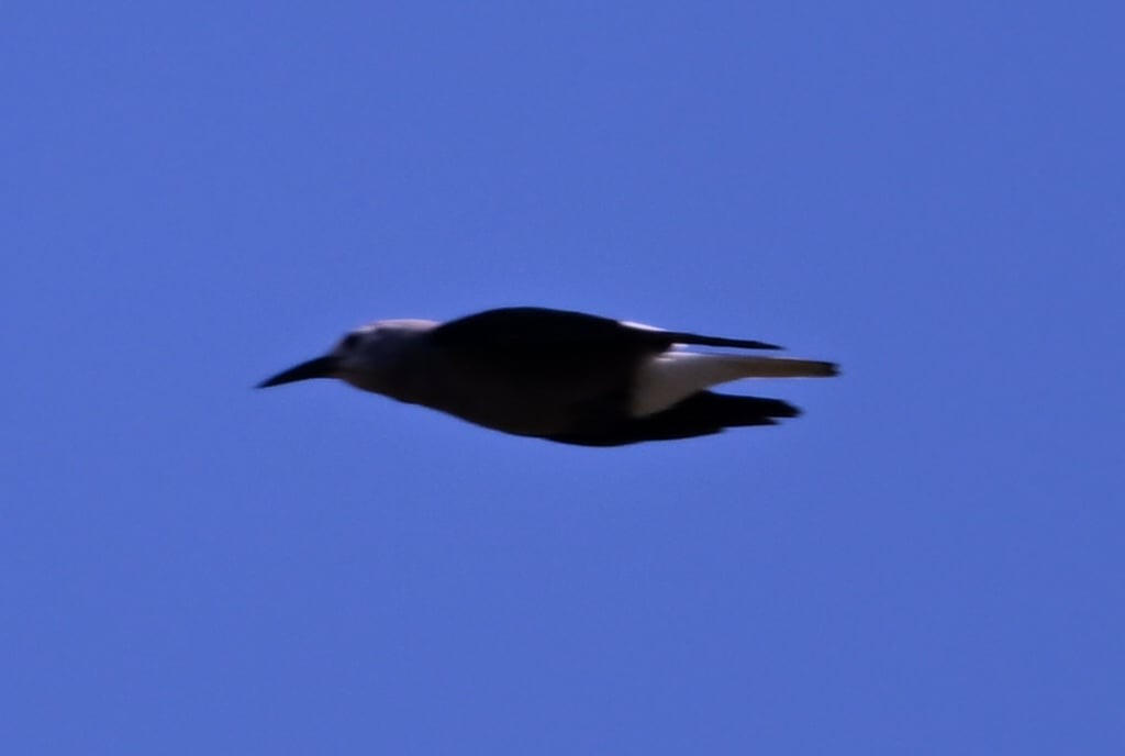 Clark's Nutcracker - ML640345182