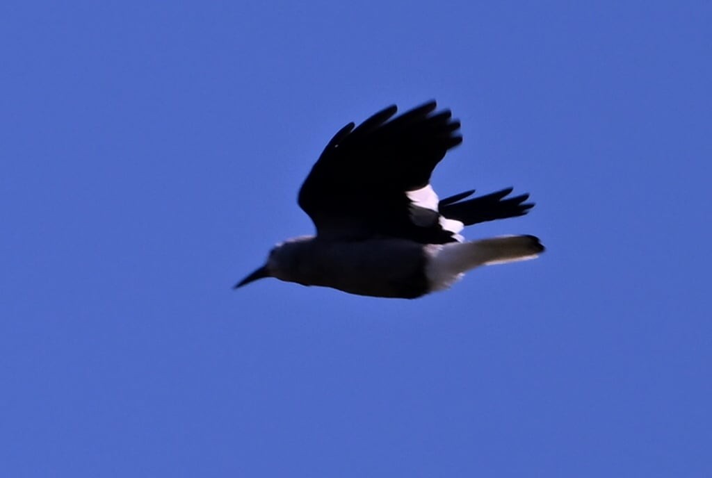 Clark's Nutcracker - ML640345183