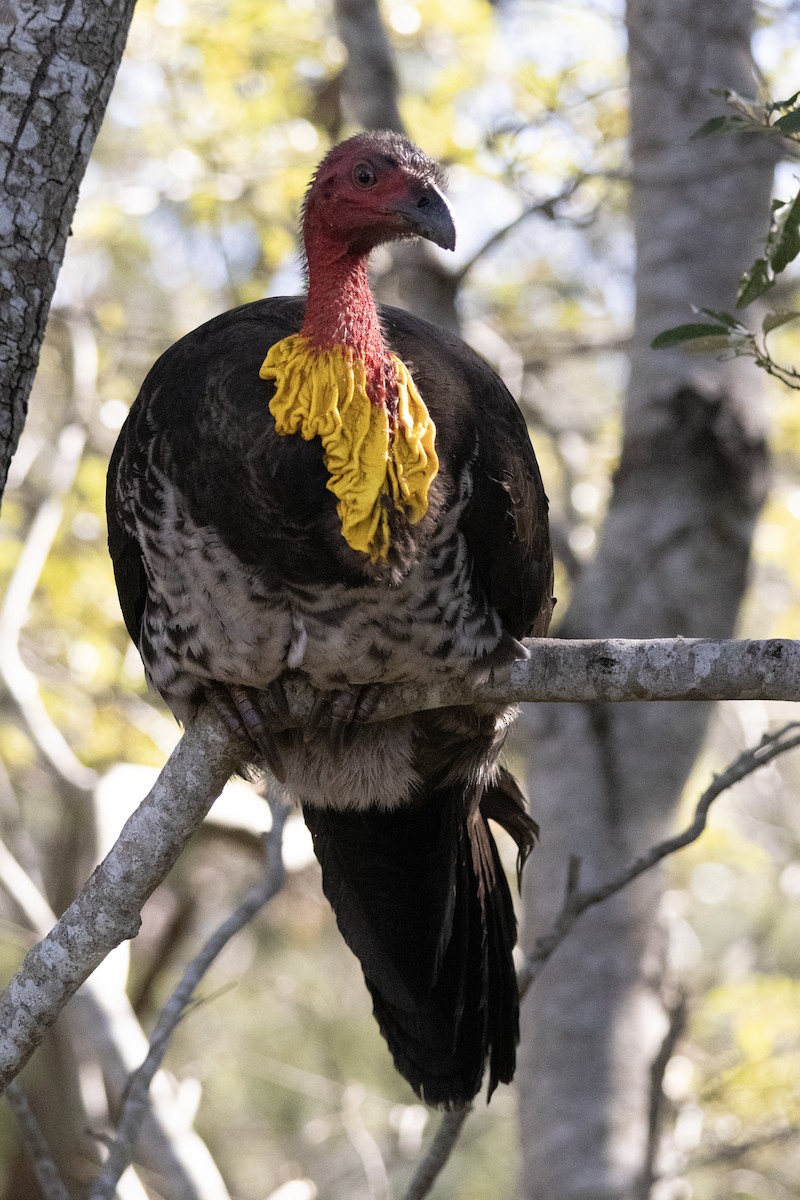 Australbuschhuhn - ML640345193