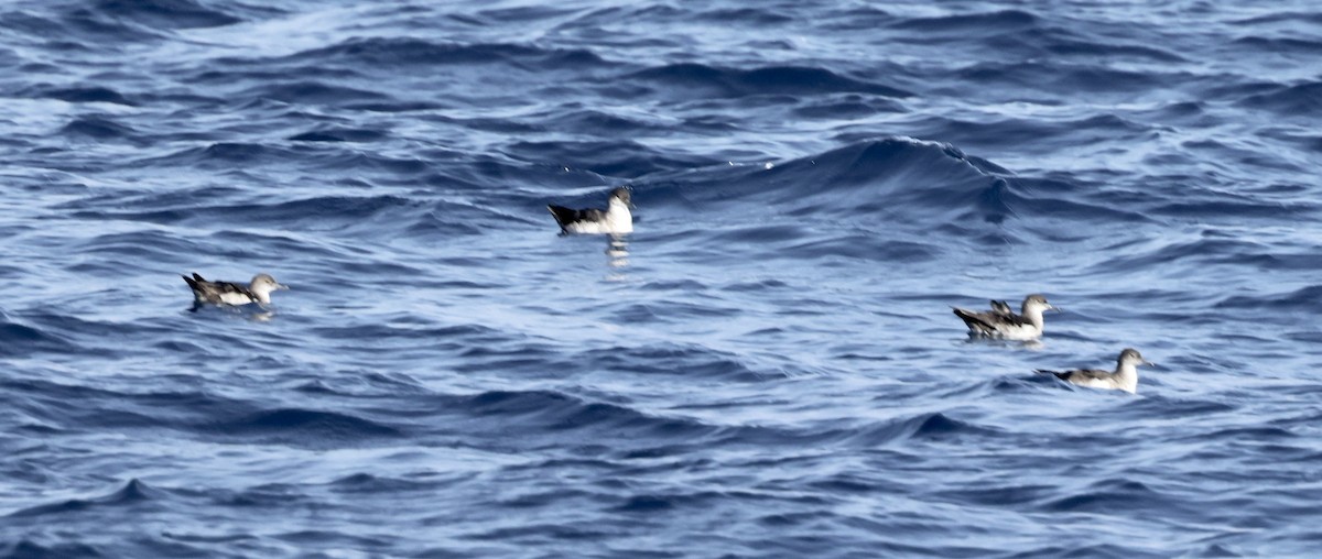 Manx Shearwater - ML640345275