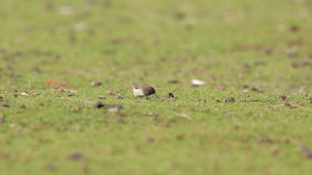 Brown Thornbill - ML640345283