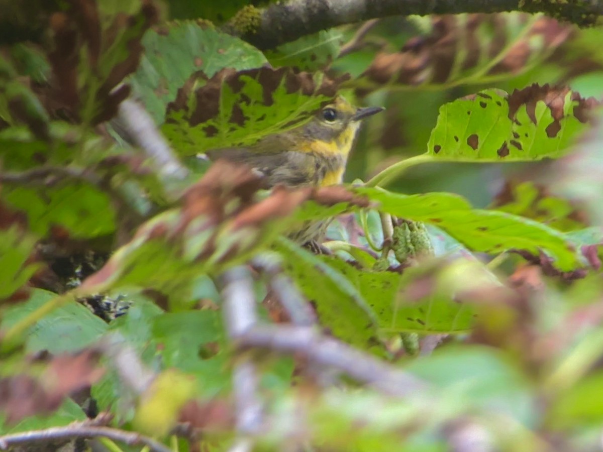 Townsend's Warbler - ML640345344