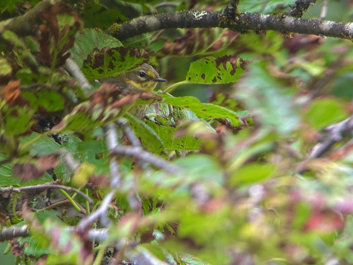 Townsend's Warbler - ML640345345