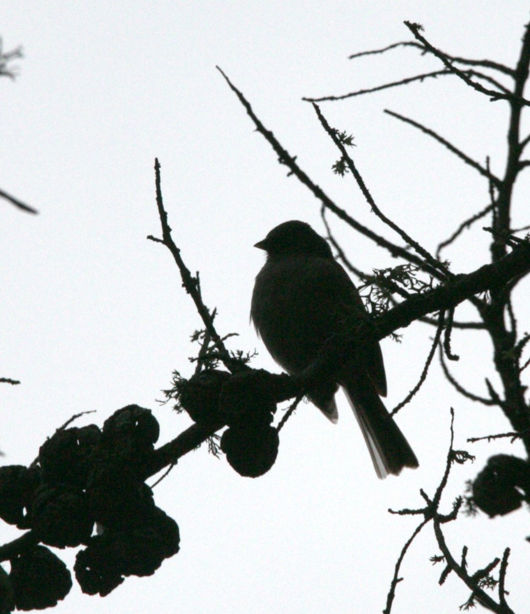Yellow-eyed Junco - ML640345365