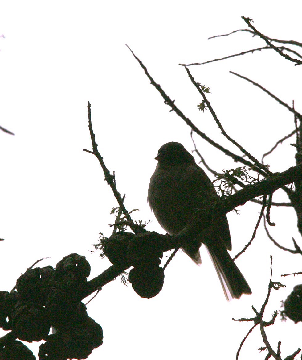 Yellow-eyed Junco - ML640345366