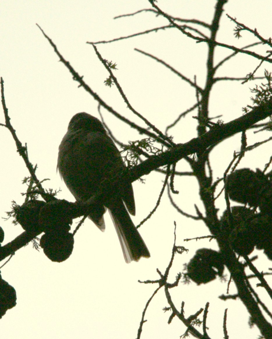 Yellow-eyed Junco - ML640345367
