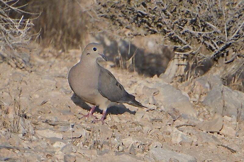 Mourning Dove - ML640345368