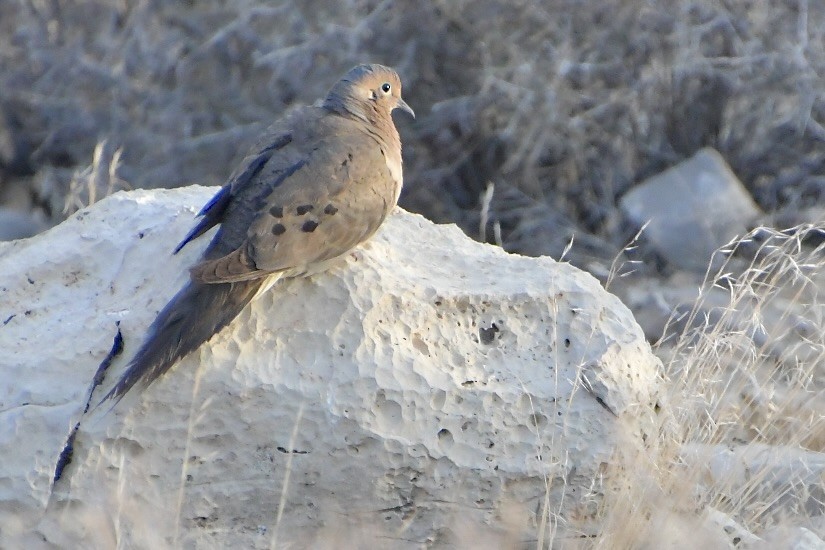 Mourning Dove - ML640345369