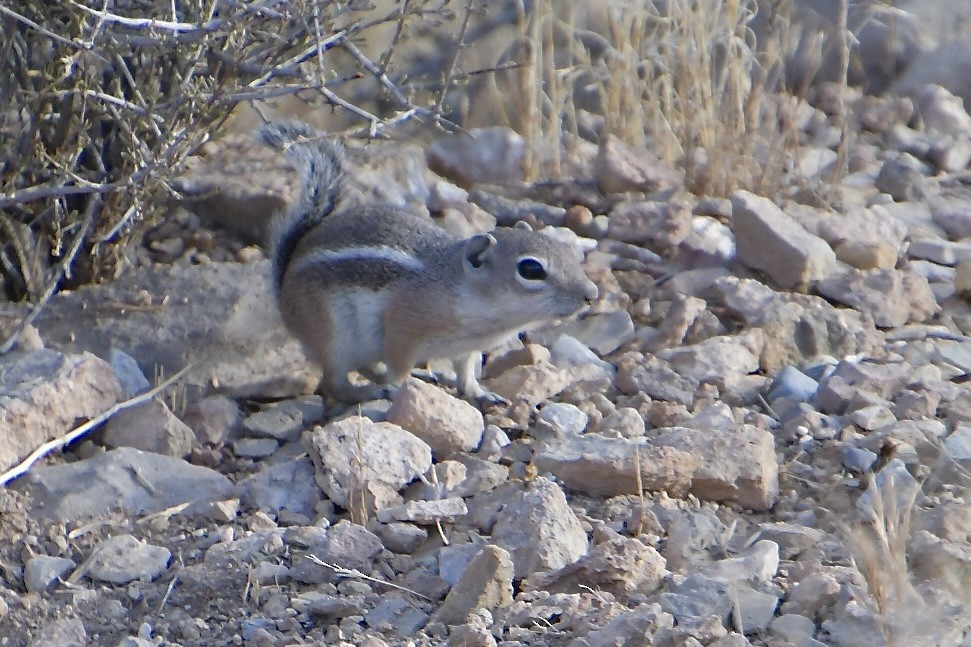 White-tailed Antelope Squirrel - ML640345375