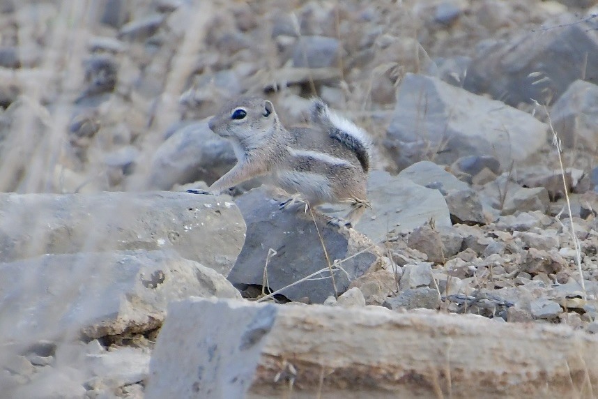 White-tailed Antelope Squirrel - ML640345376