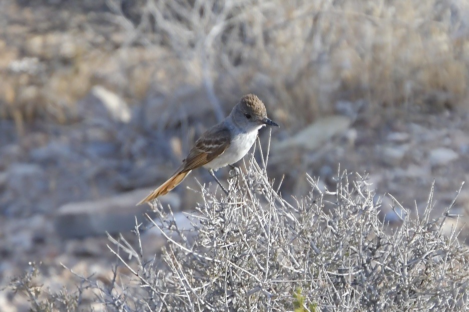 Ash-throated Flycatcher - ML640345412